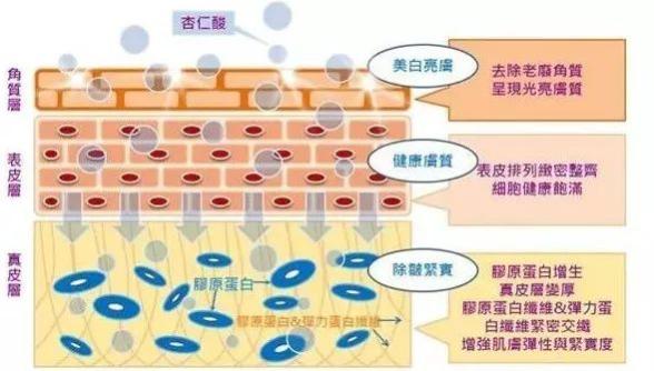 “刷酸”护肤，美丽不打烊